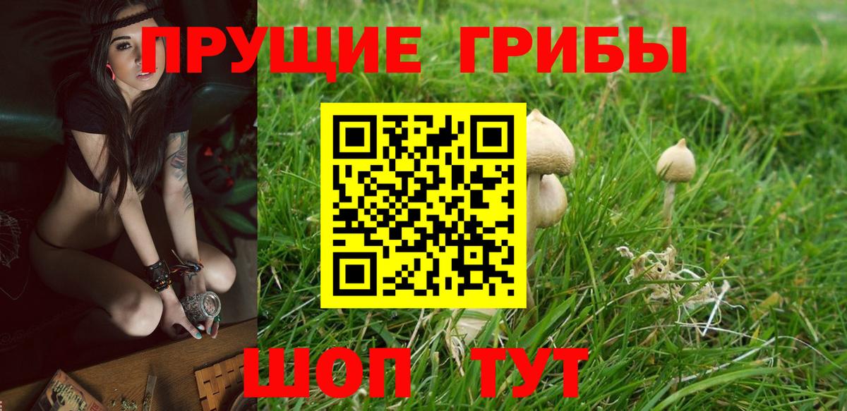 Псилоцибиновые грибы Psilocybe Липецк